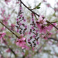 Sakura beaded earrings Teardrop earrings